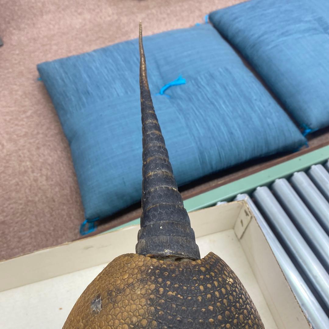 ココノオビアルマジロ　剥製　ワシントン条約対象外