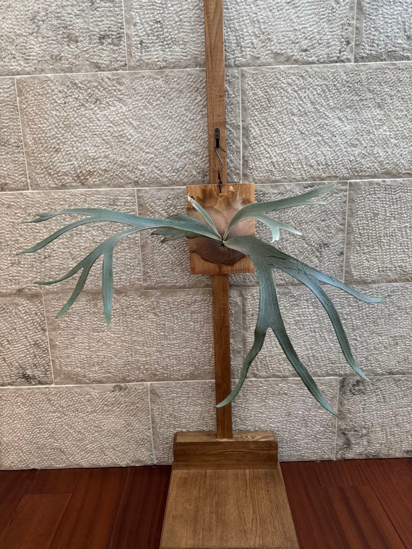 P.FSQ (vp#5 In Flames) 子株 ビカクシダ インフレームス