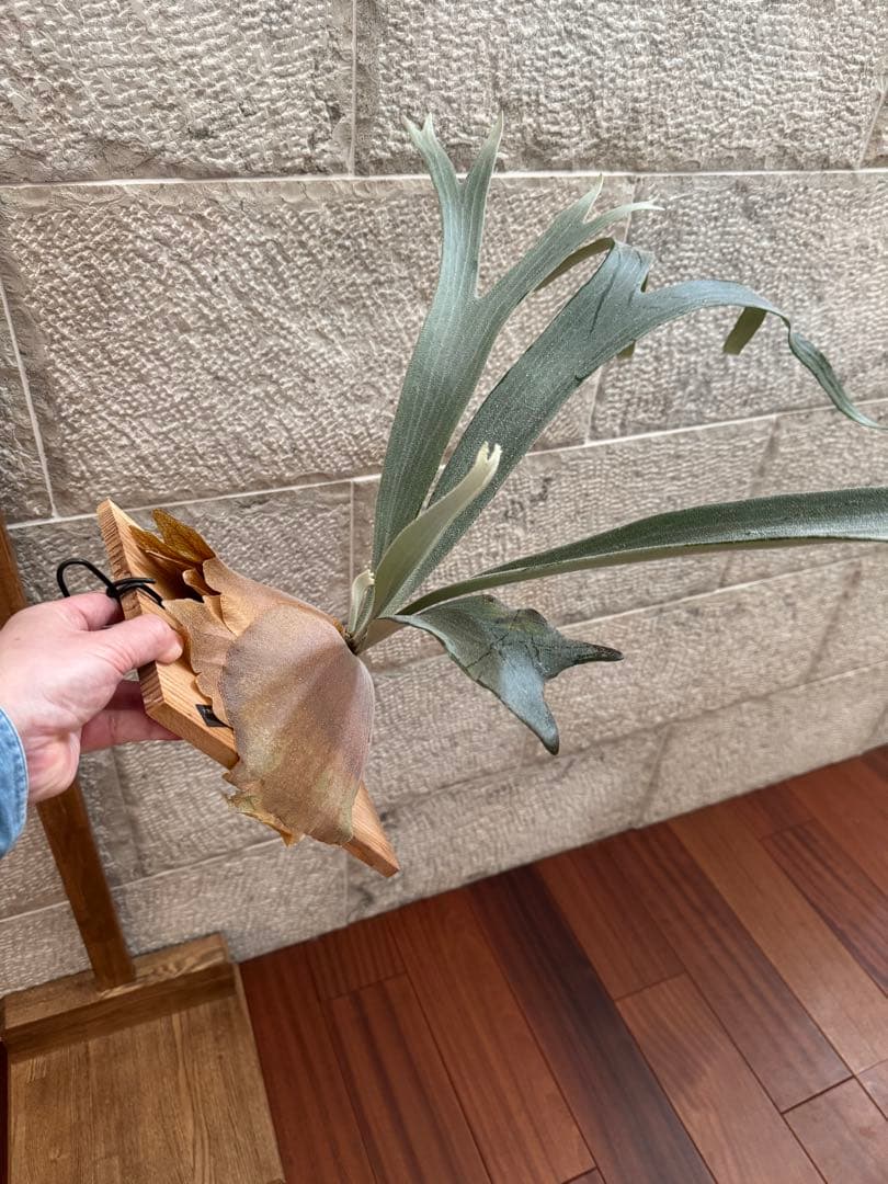 P.FSQ (vp#5 In Flames) 子株 ビカクシダ インフレームス