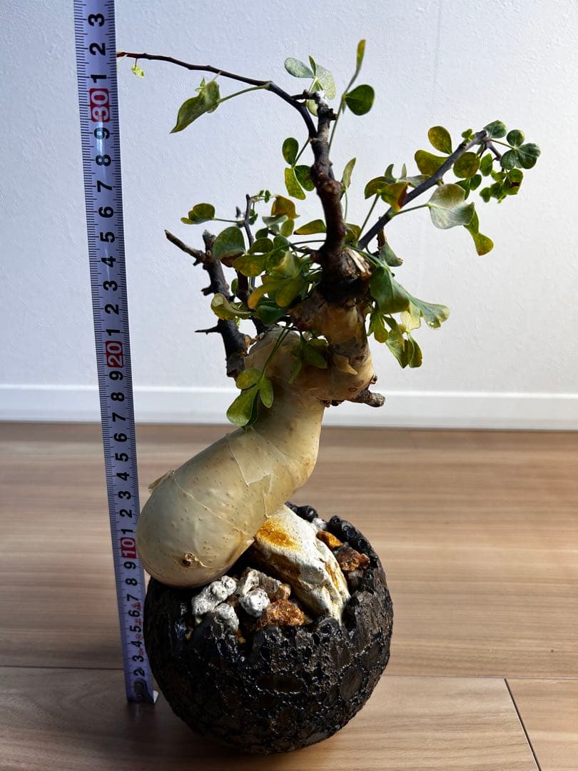 【発根済】コミフォラカタフ ピュア ソマリア産 中川智治