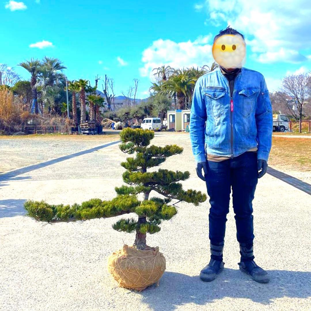 五葉松『全長約105㎝』引き取り限定。配達も可能。