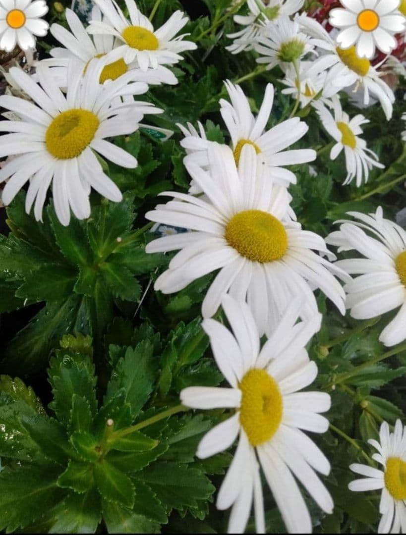 11./8撮影☘️ハマギク☘️　抜き苗❤❤浜菊