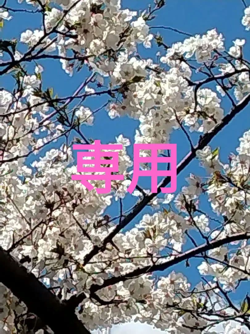 Tomo　ジアン　マリーアントワネット　ディナー皿