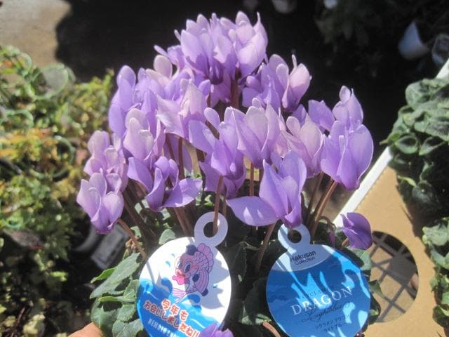 Ｘ＿ＢＲＥＡＫ　シクラメン３点セット ドラゴン2種、フェアリーラブ