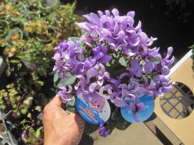 Ｘ＿ＢＲＥＡＫ　シクラメン３点セット ドラゴン2種、フェアリーラブ