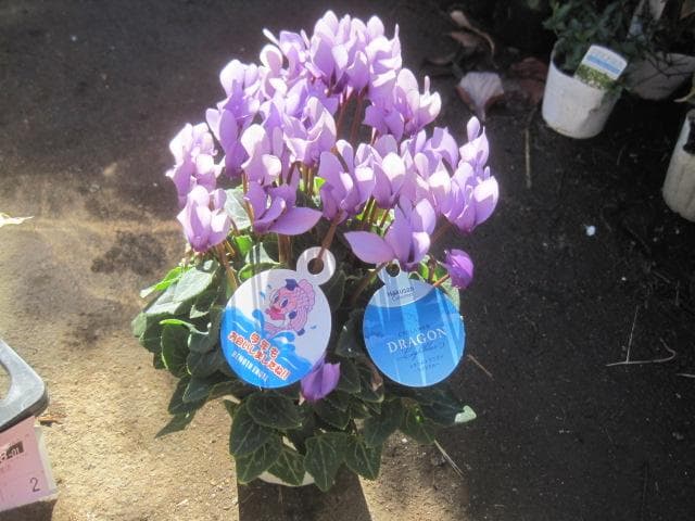 Ｘ＿ＢＲＥＡＫ　シクラメン３点セット ドラゴン2種、フェアリーラブ