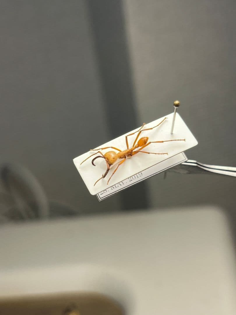 【12mm】グンタイアリ 標本 パラポネラ ソルジャーアントEciton sp.