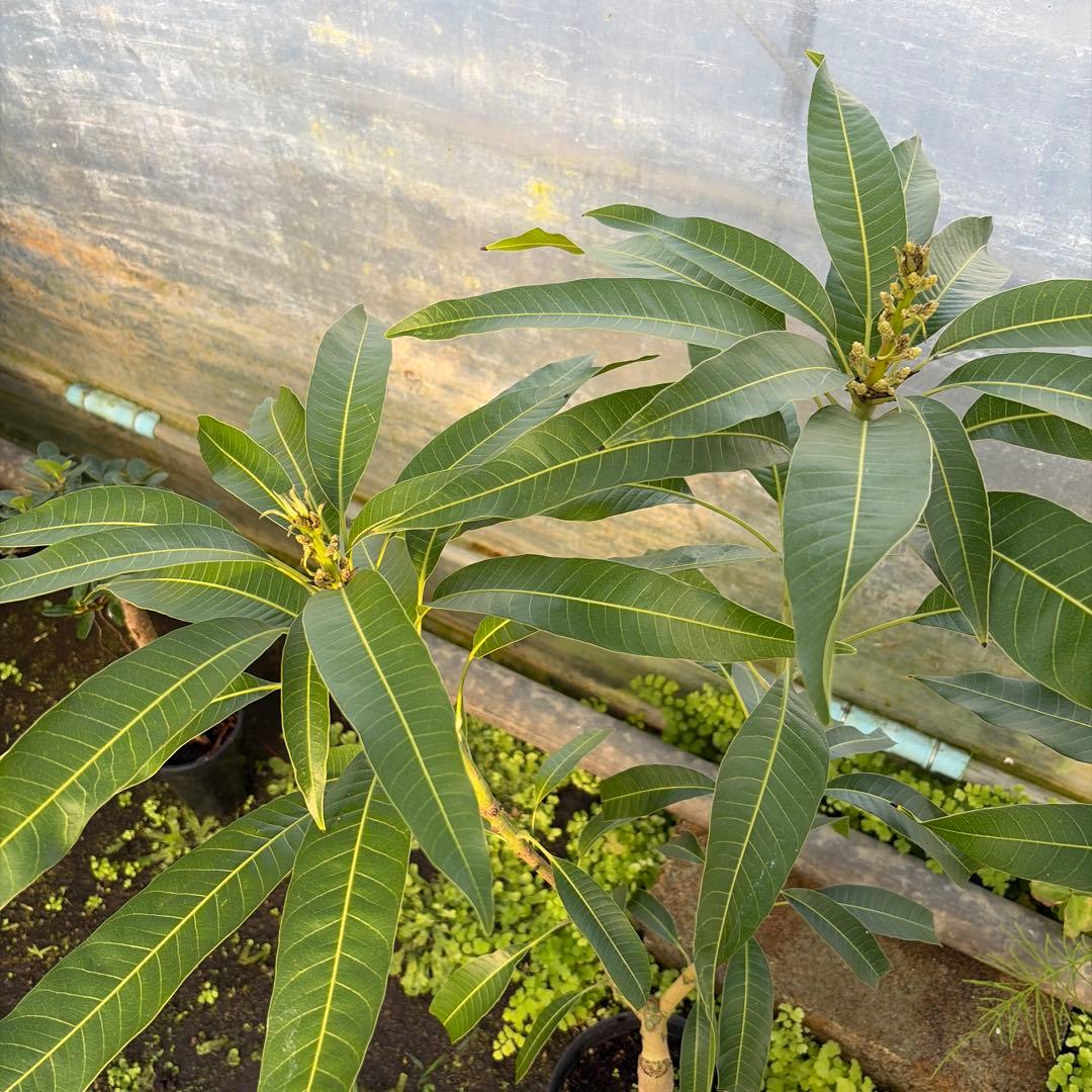 マンゴー苗　6号特大　品種　アップル　マハチャセット