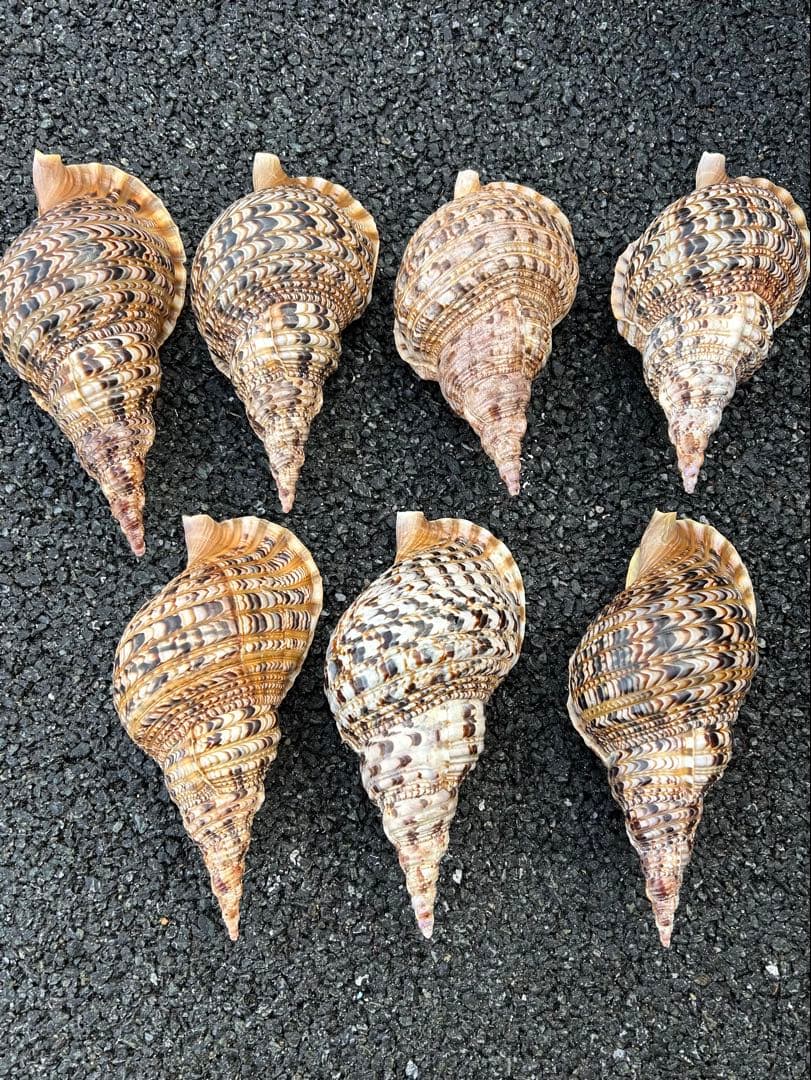 大形　法螺貝　7個セット