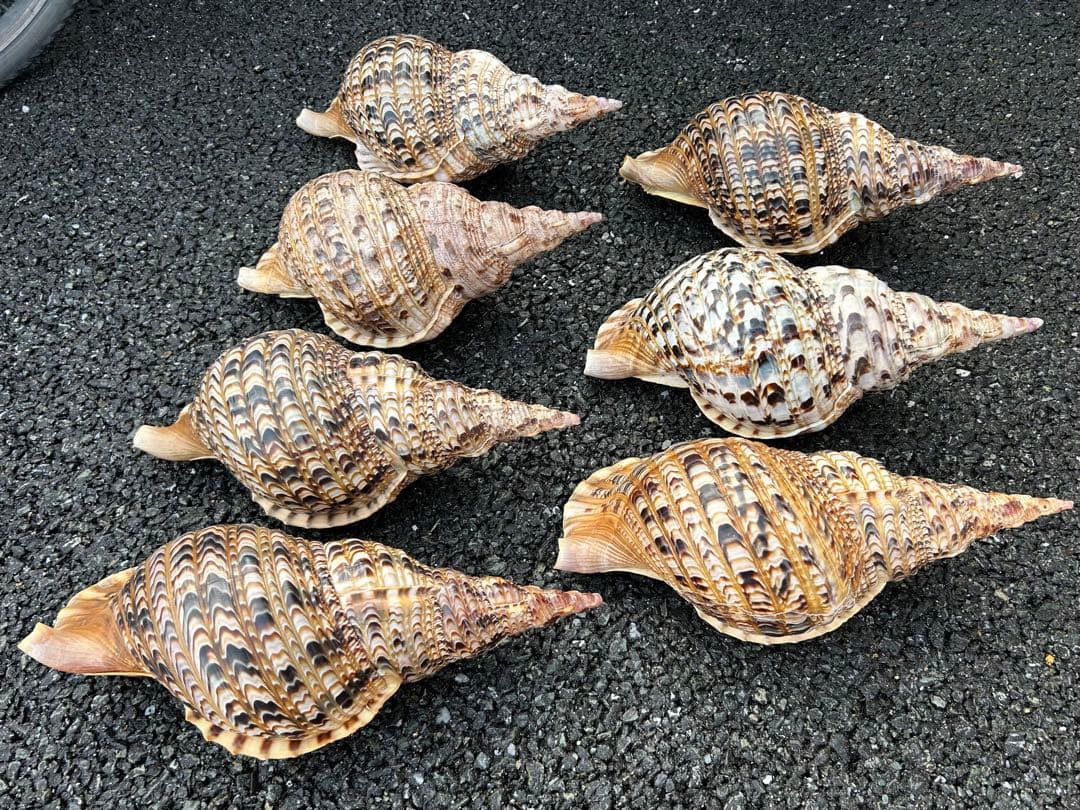 大形　法螺貝　7個セット