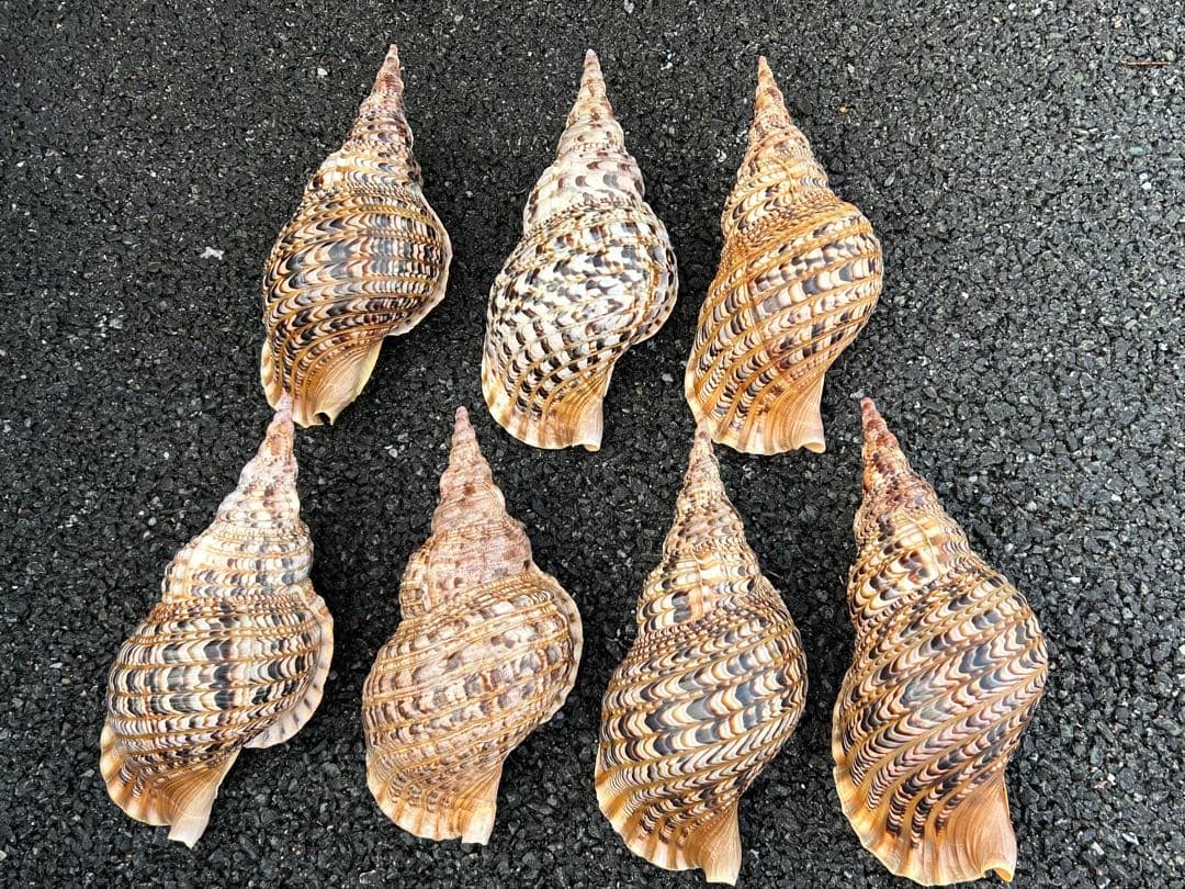 大形　法螺貝　7個セット