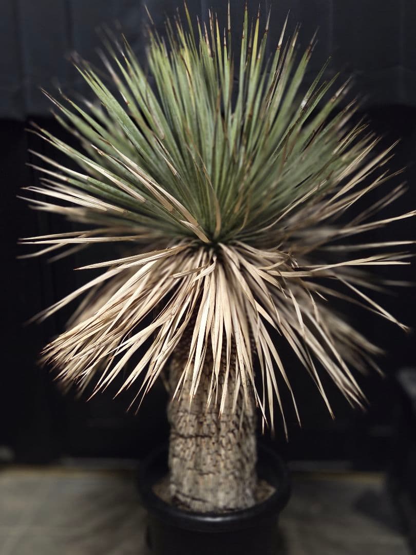 ユッカロストラータ 太株 (ほ)