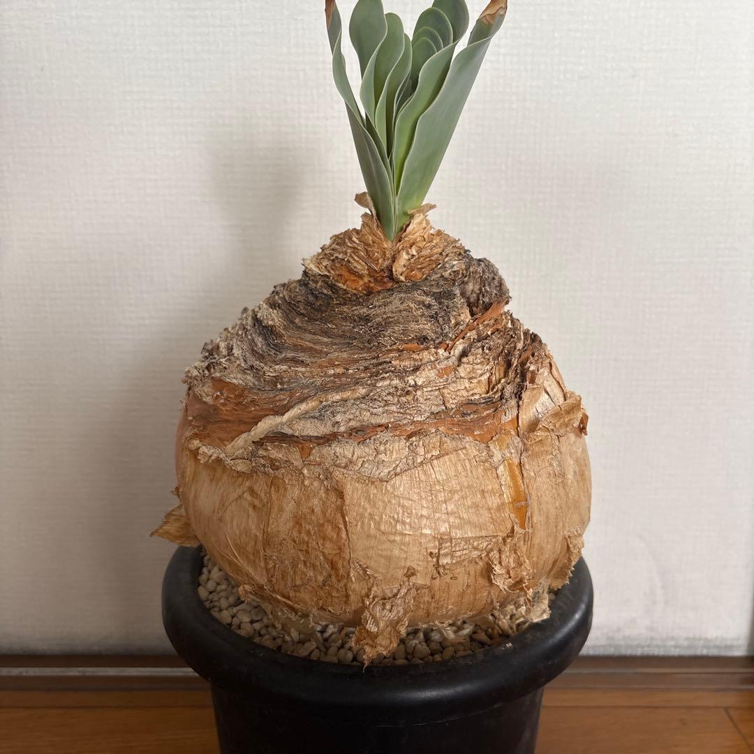 発根済 ブーファン ハエマンソイデス 現地株 検塊根植物 サボテン