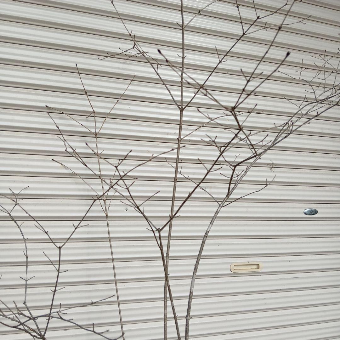 オトコヨウゾメ　5本立ち　山採り