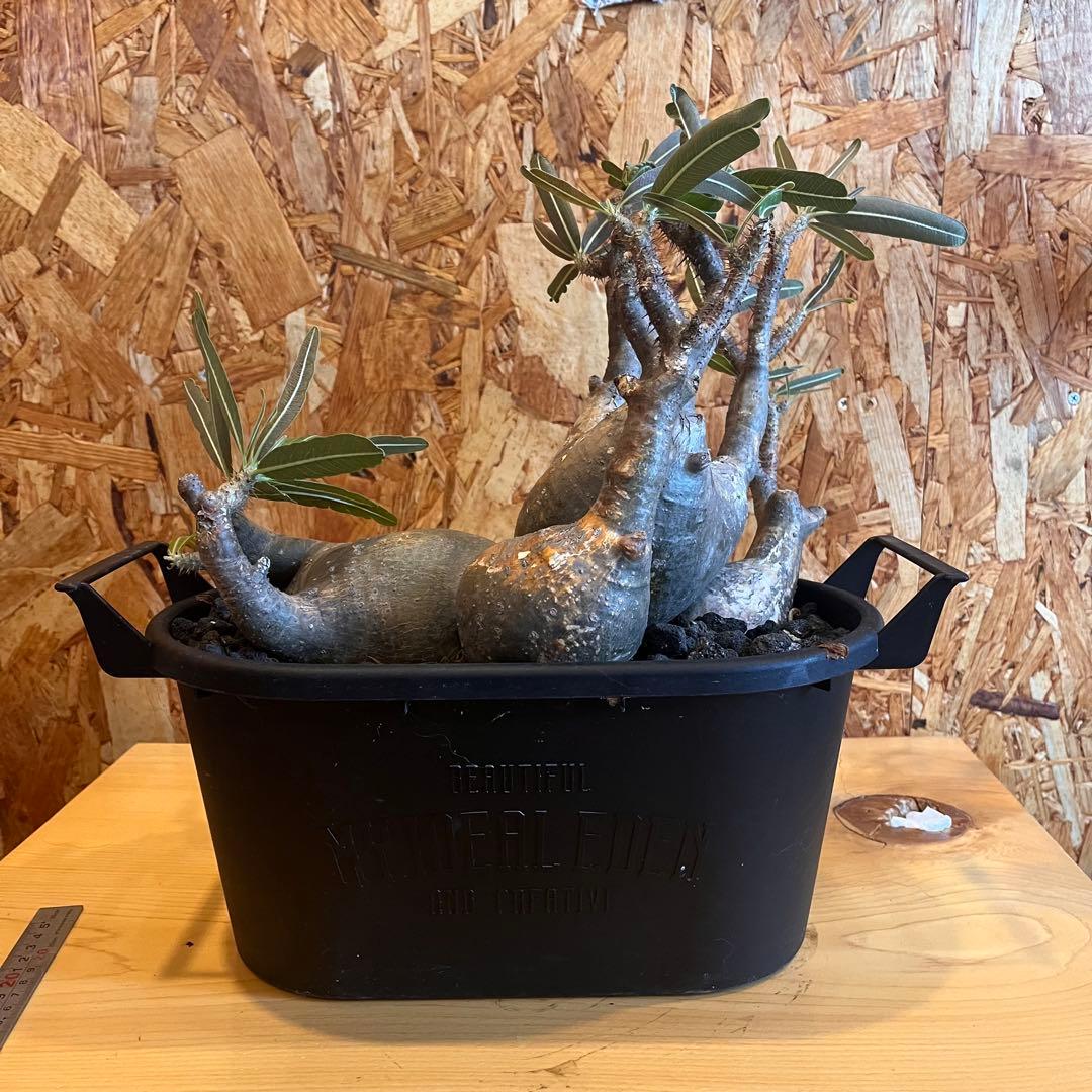 塊根植物 パキポディウムグラキリウス　四頭