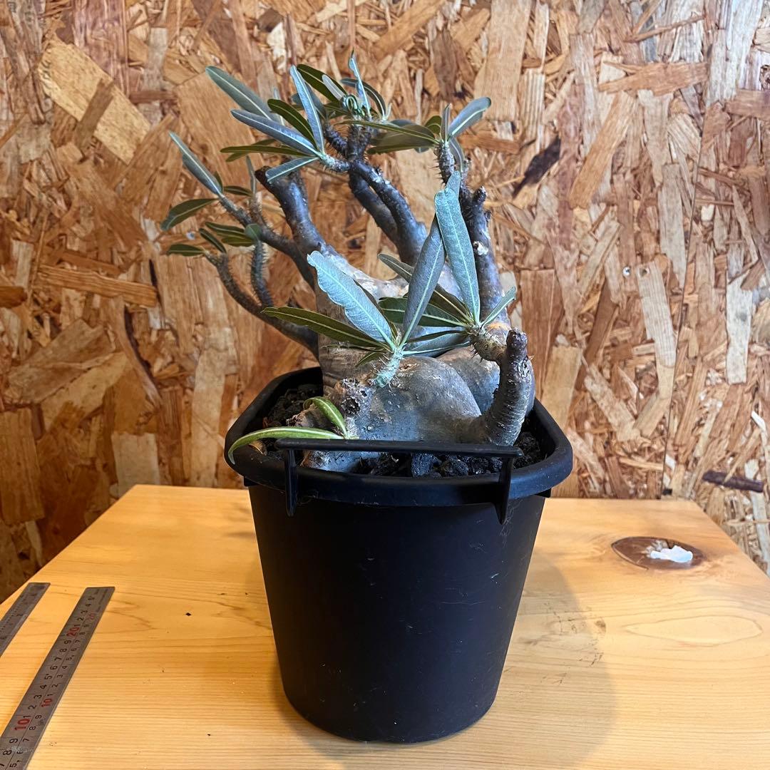 塊根植物 パキポディウムグラキリウス　四頭