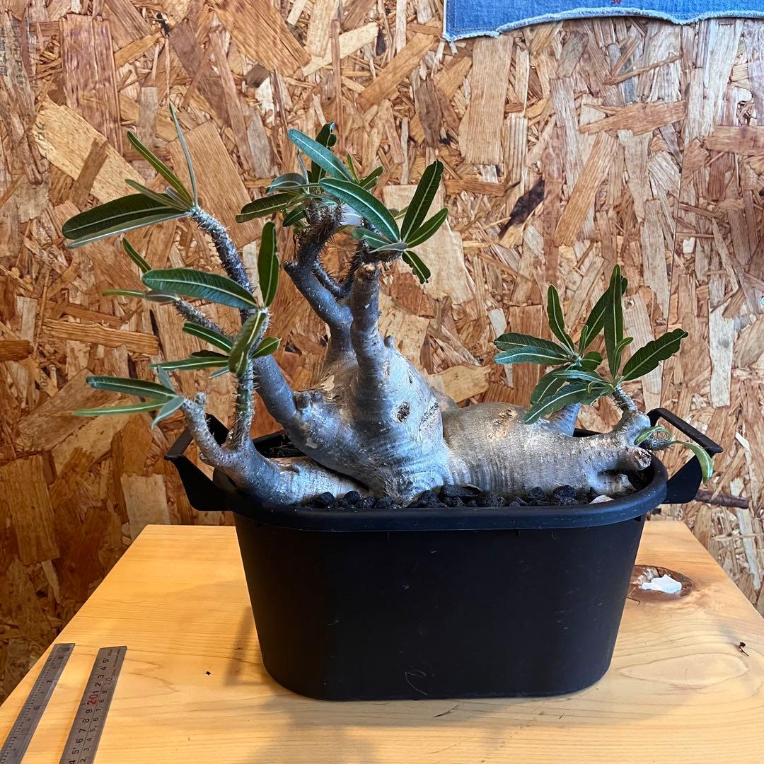 塊根植物 パキポディウムグラキリウス　四頭