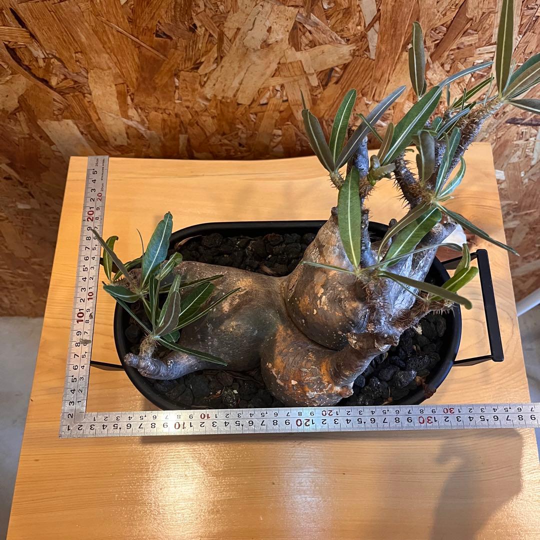 塊根植物 パキポディウムグラキリウス　四頭