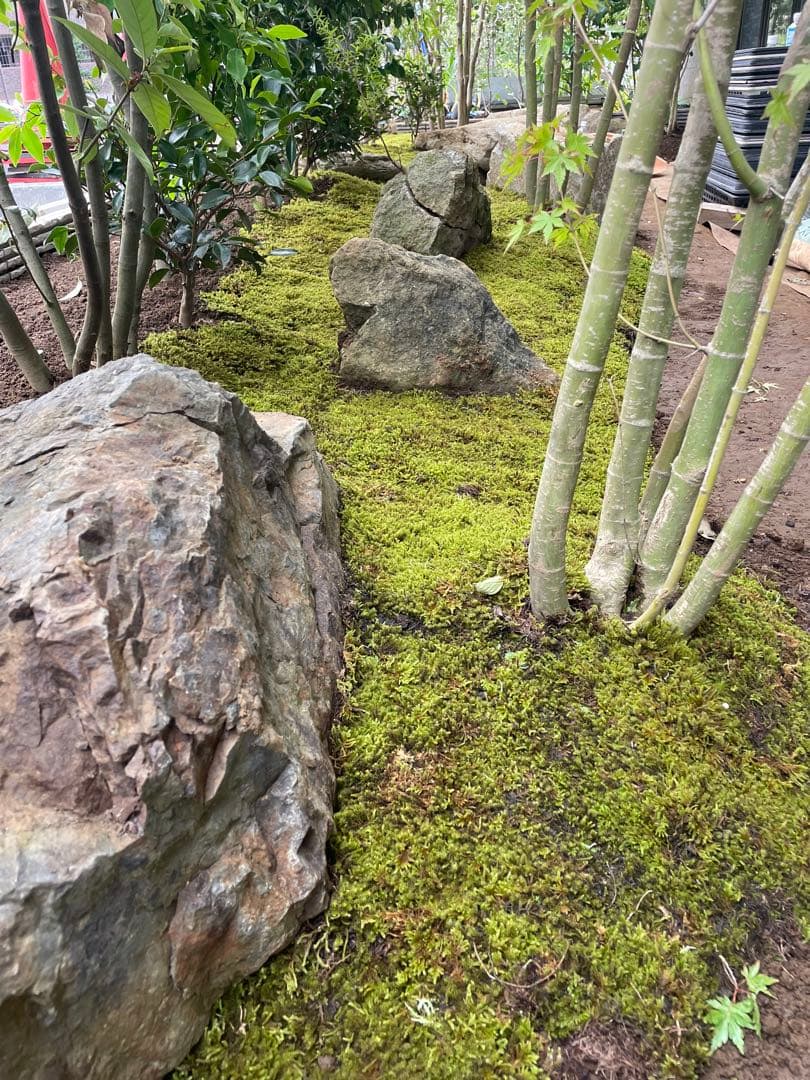 （5平米）農家生産のスナゴケ、ハイゴケ2種混合シートを直送