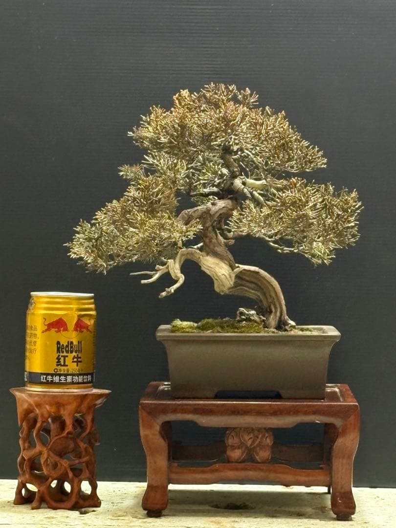 [盆栽]真柏貴風/其ノ二