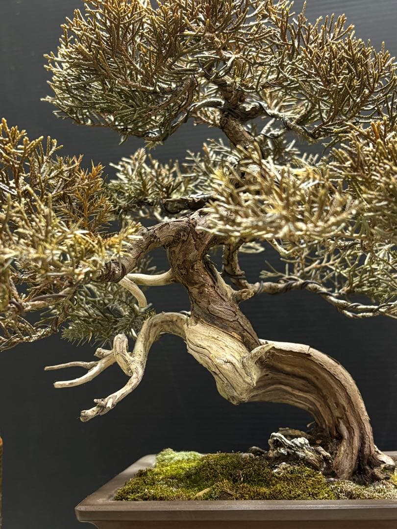 [盆栽]真柏貴風/其ノ二