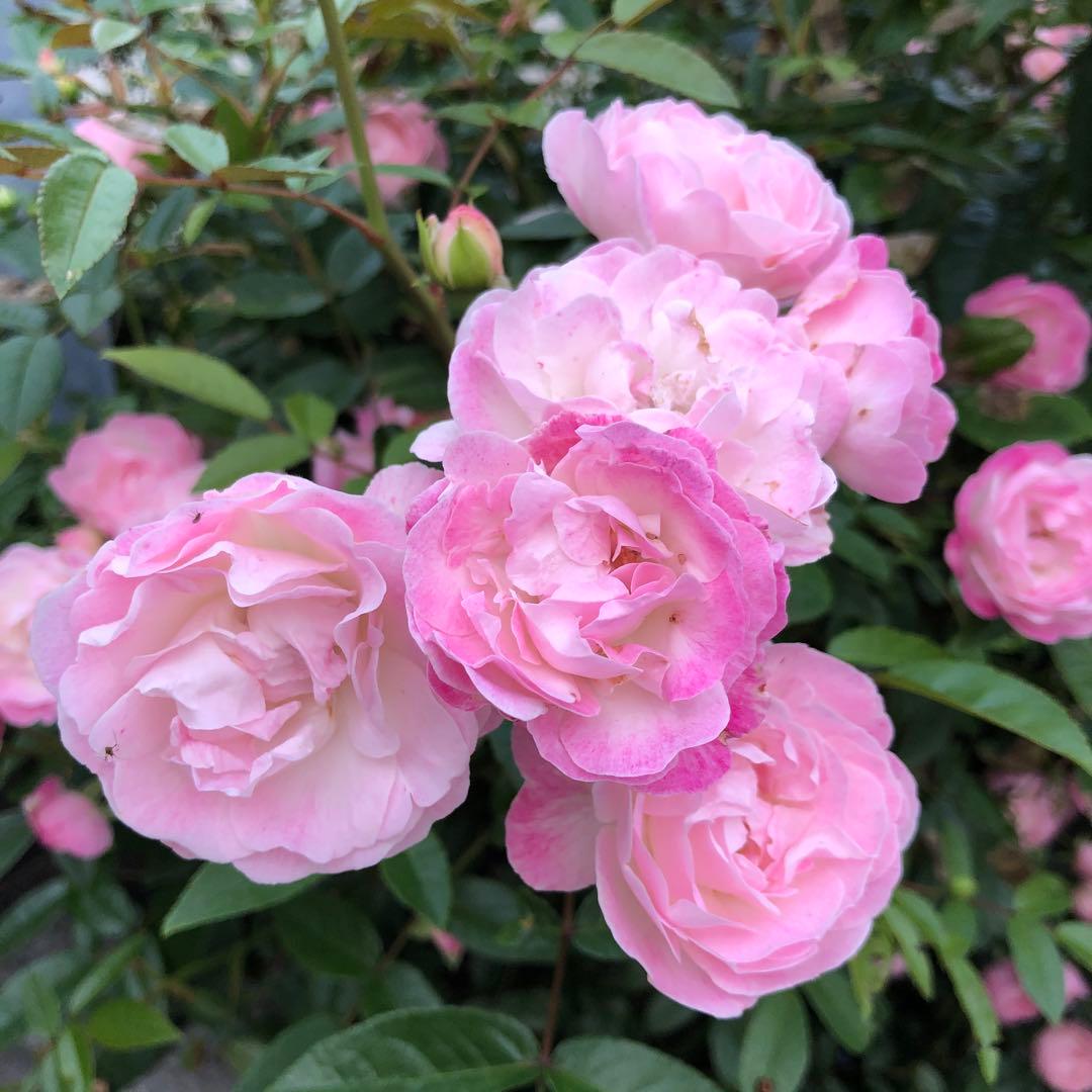 ばら苗 バラ苗 挿し木苗　薄ピンク　小ぶりの苗