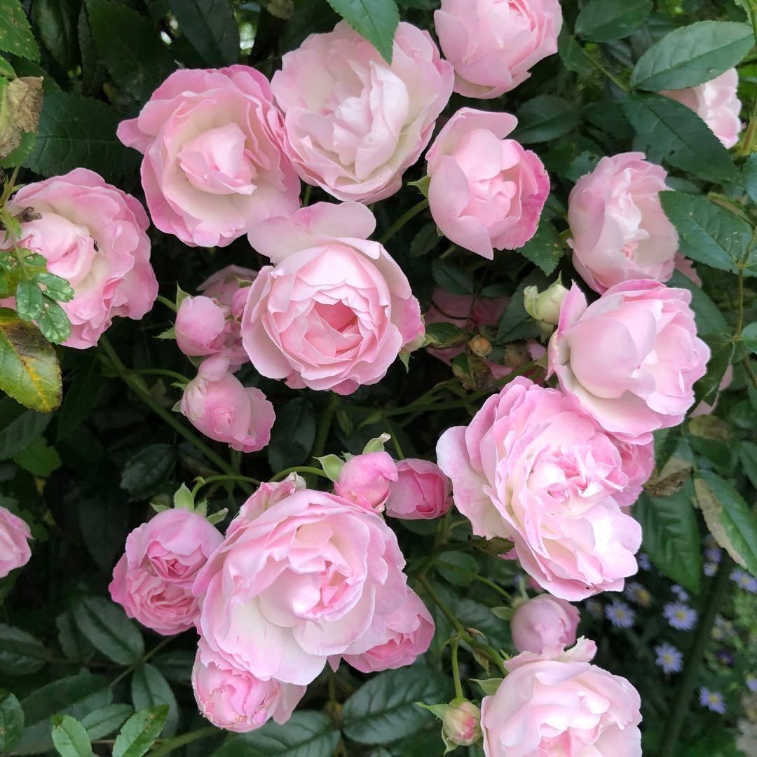 ばら苗 バラ苗 挿し木苗　薄ピンク　小ぶりの苗