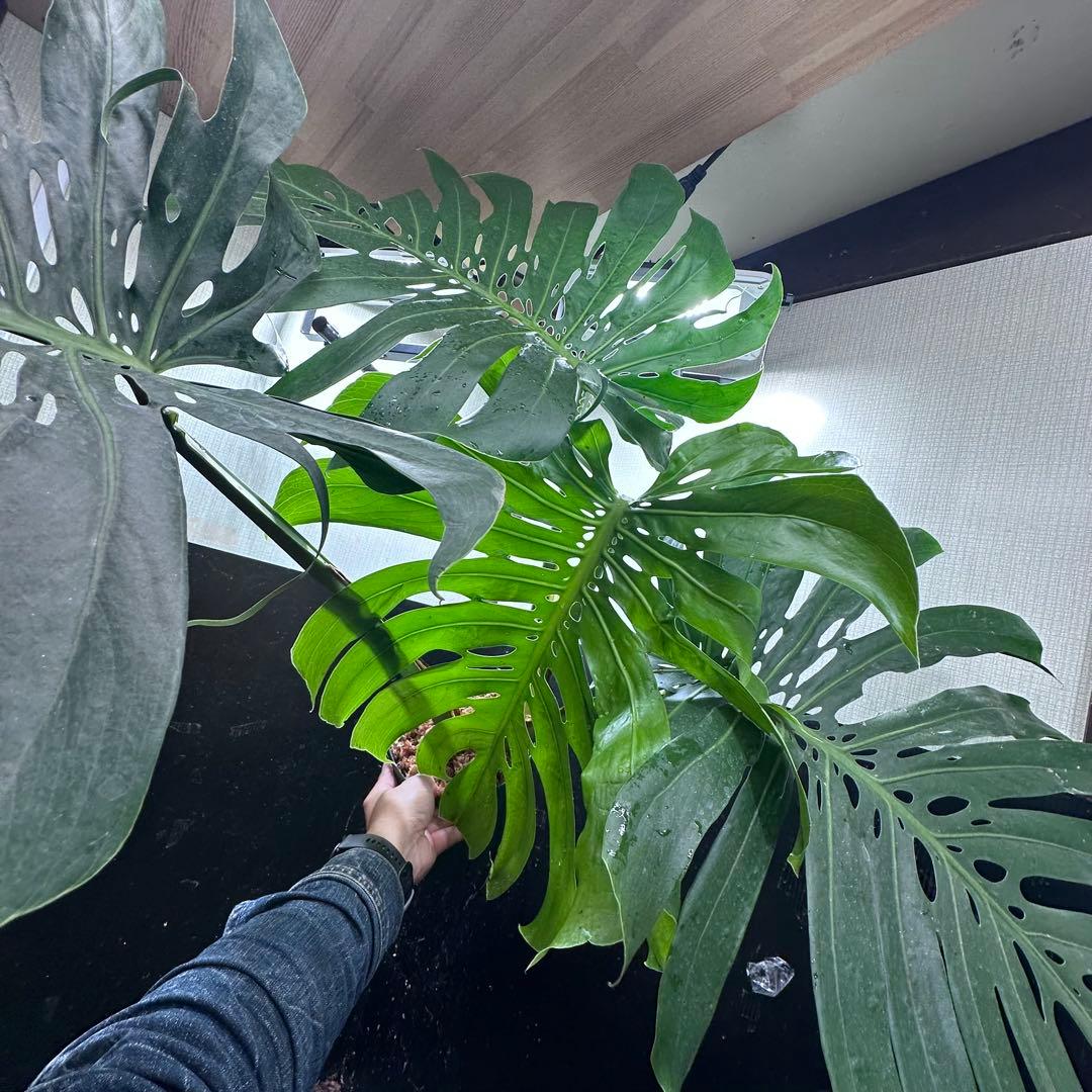 ***様 モンステラデリシオーサマクロコズム超希少系統鉢植え97㎝