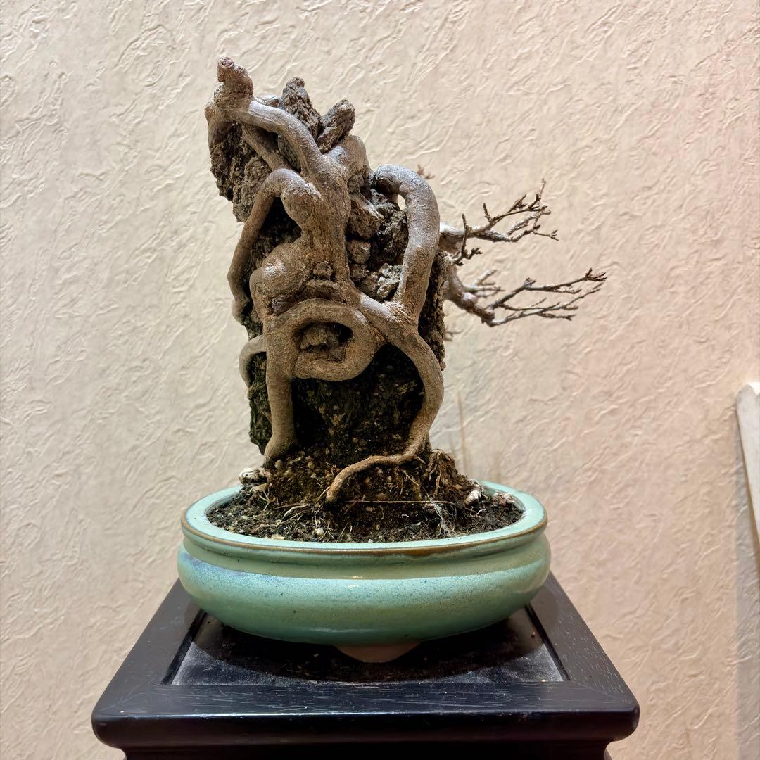 古樹!!樹高20㎝　石付き　唐楓　カエデ　小品　盆栽　真柏　黒松　五葉松　紅葉