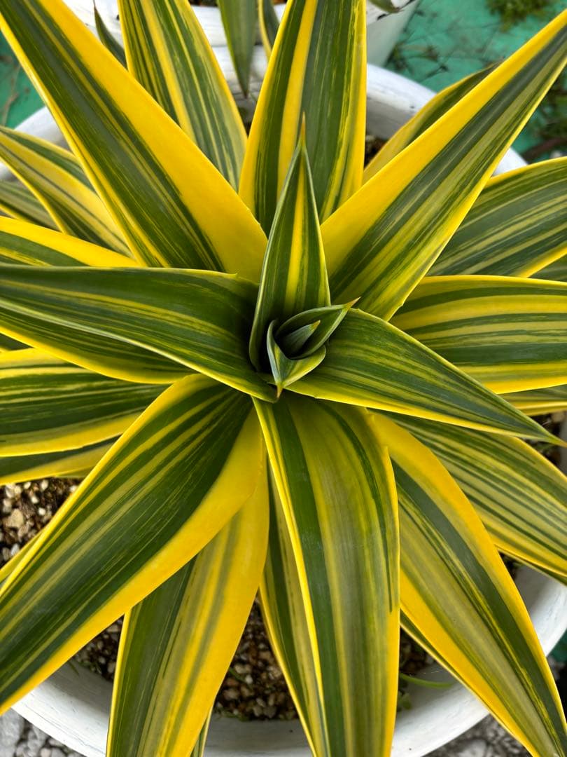 メルカリ便発送‼︎　デスメティアーナ縞斑　鉢付き発送‼︎