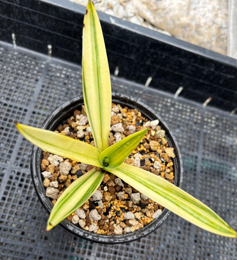 メルカリ便発送‼︎　デスメティアーナ縞斑　鉢付き発送‼︎