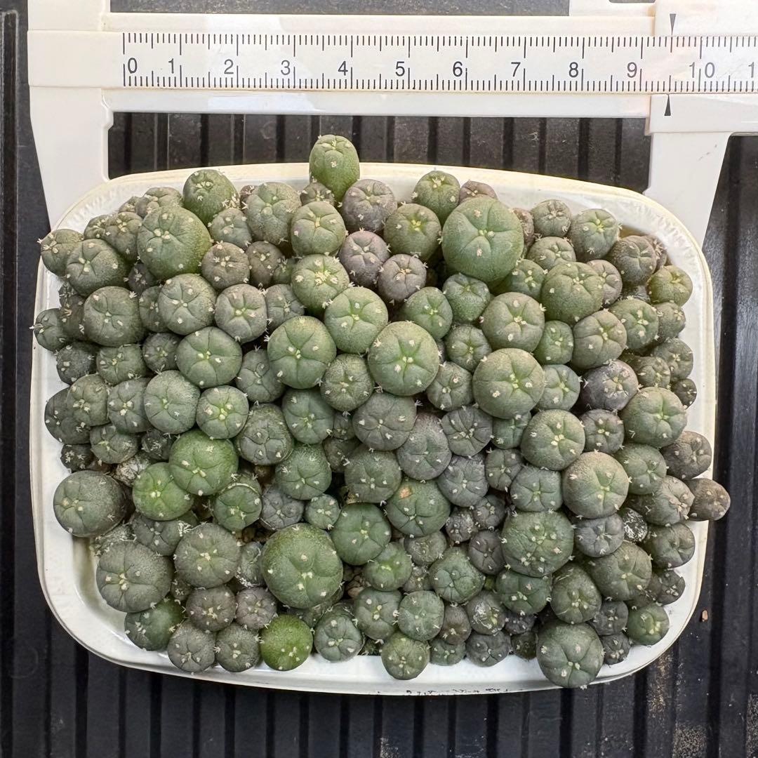 ★☆銀冠玉いろいろ③ 実生☆★