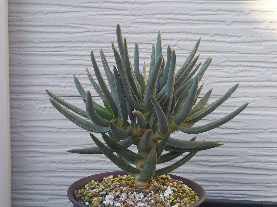 Aloe ramosissima20 ディコトマ　ラモシシマ 実生苗