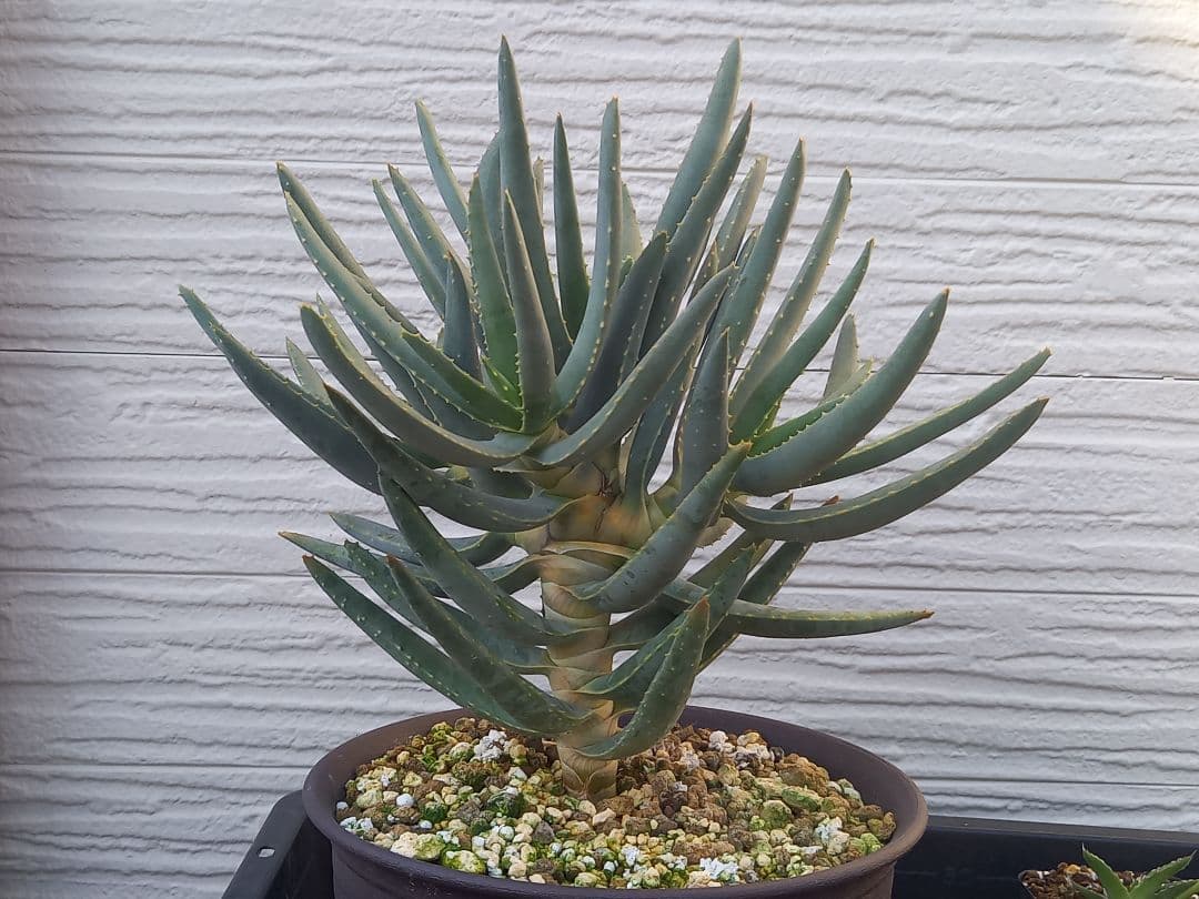 Aloe ramosissima20 ディコトマ　ラモシシマ 実生苗