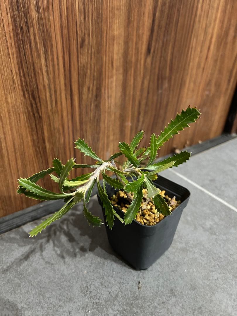 本日限定出品　バンクシア　ピグミーポッサム　苗