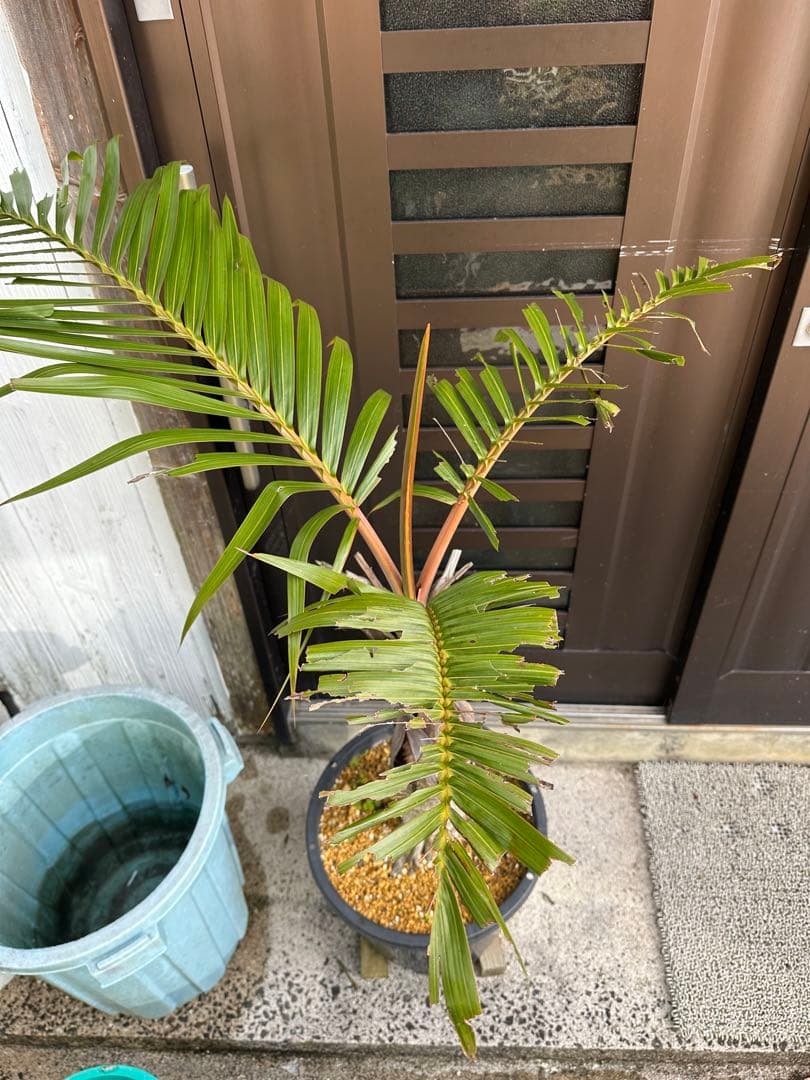 シャンパンヤシ　トックリヤシ