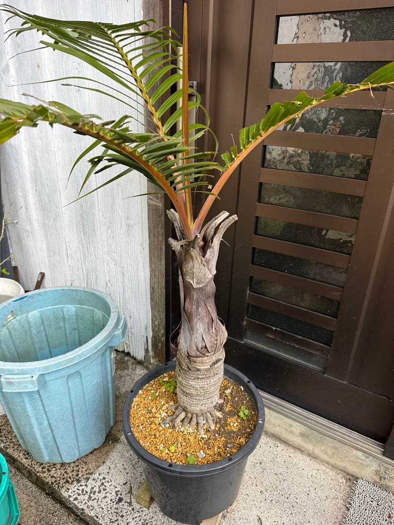 シャンパンヤシ　トックリヤシ