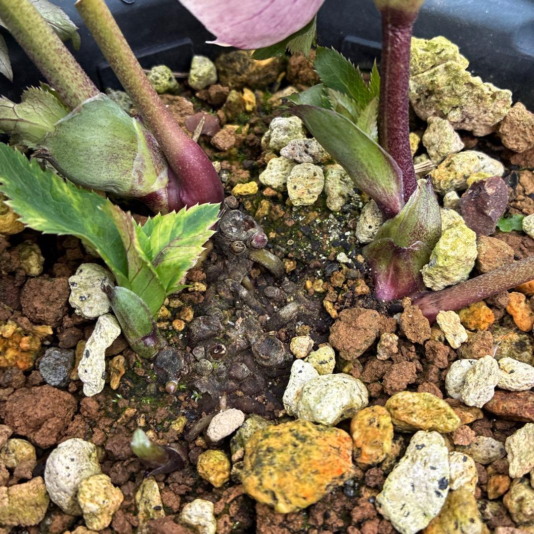 クリスマスローズ　プリマヴェーラ　６寸 加藤農園