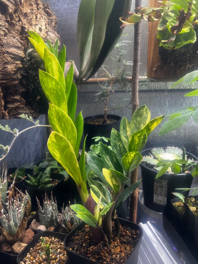 【斑入り】ザミオクルカス・ザミフォーリア