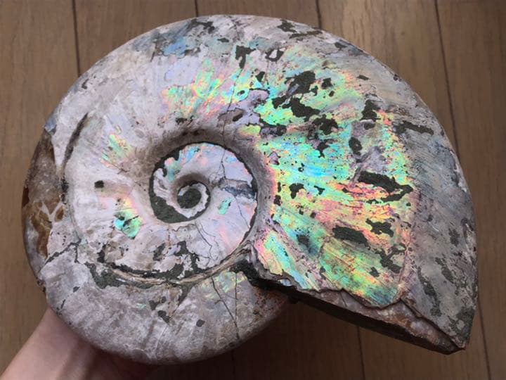 【限定価格】マダガスカル産　アンモナイト化石（クリオニセラス）特大サイズ