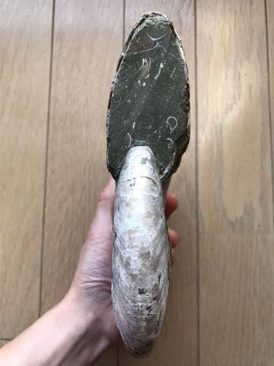 【限定価格】マダガスカル産　アンモナイト化石（クリオニセラス）特大サイズ