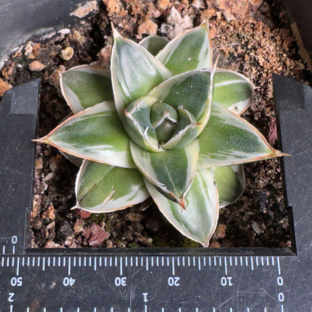 2190多肉植物 アガベ　ピンキー　王妃笹の雪A型　白覆輪斑