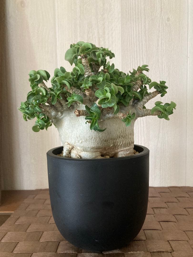 アデニウム　獅子葉　ドワーフ　ドーセットホーン