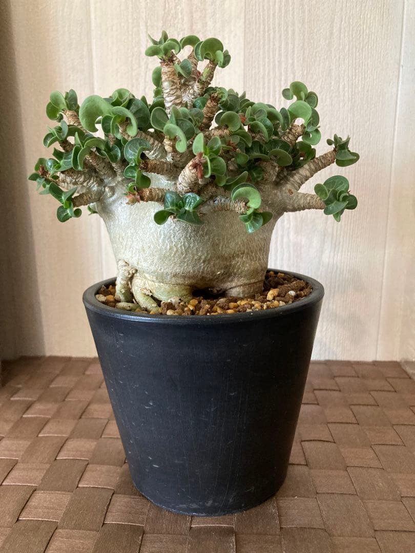 アデニウム　獅子葉　ドワーフ　ドーセットホーン