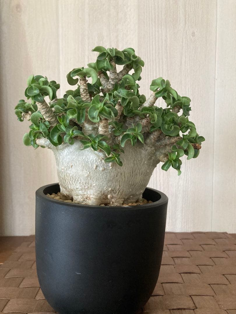 アデニウム　獅子葉　ドワーフ　ドーセットホーン