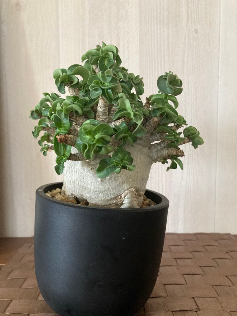 アデニウム　獅子葉　ドワーフ　ドーセットホーン