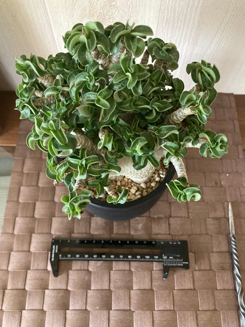 アデニウム　獅子葉　ドワーフ　ドーセットホーン