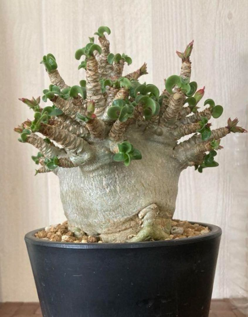 アデニウム　獅子葉　ドワーフ　ドーセットホーン