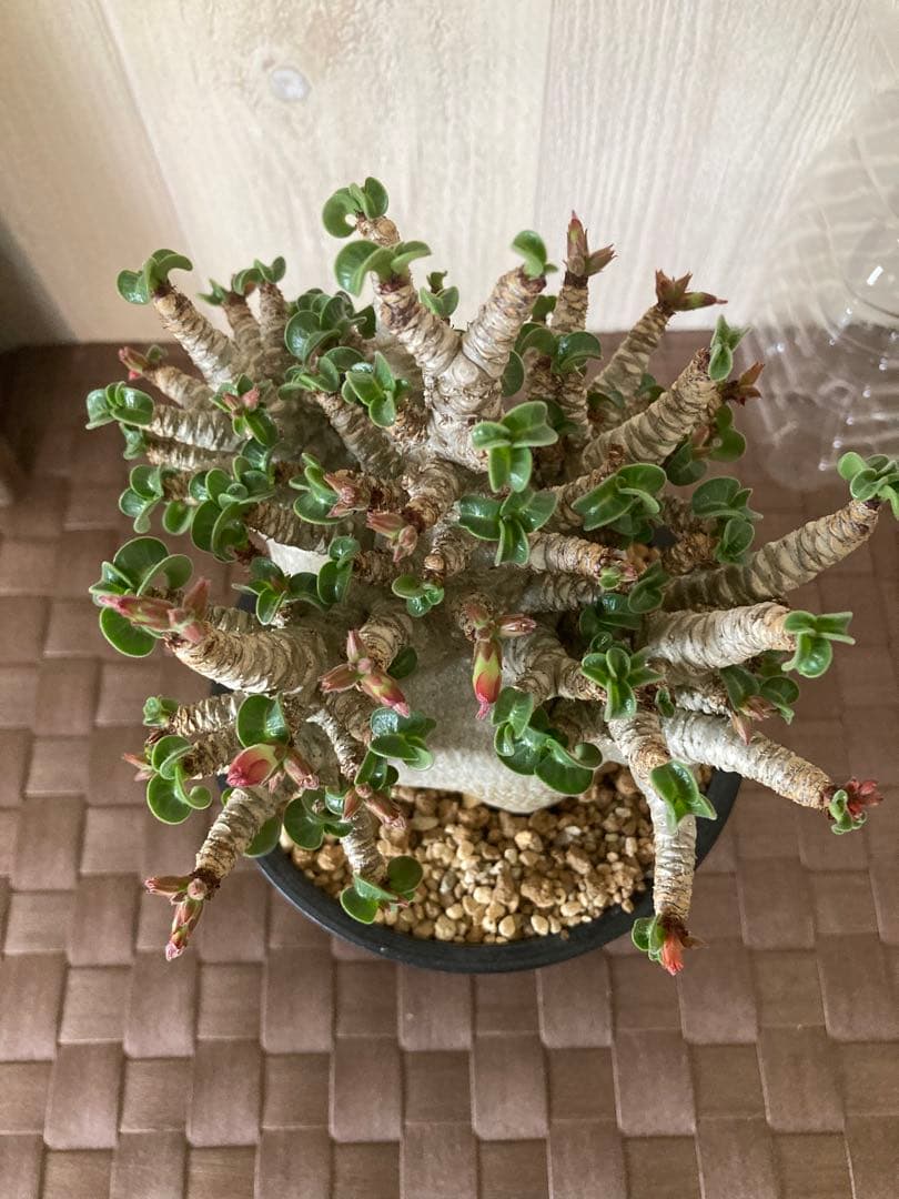 アデニウム　獅子葉　ドワーフ　ドーセットホーン