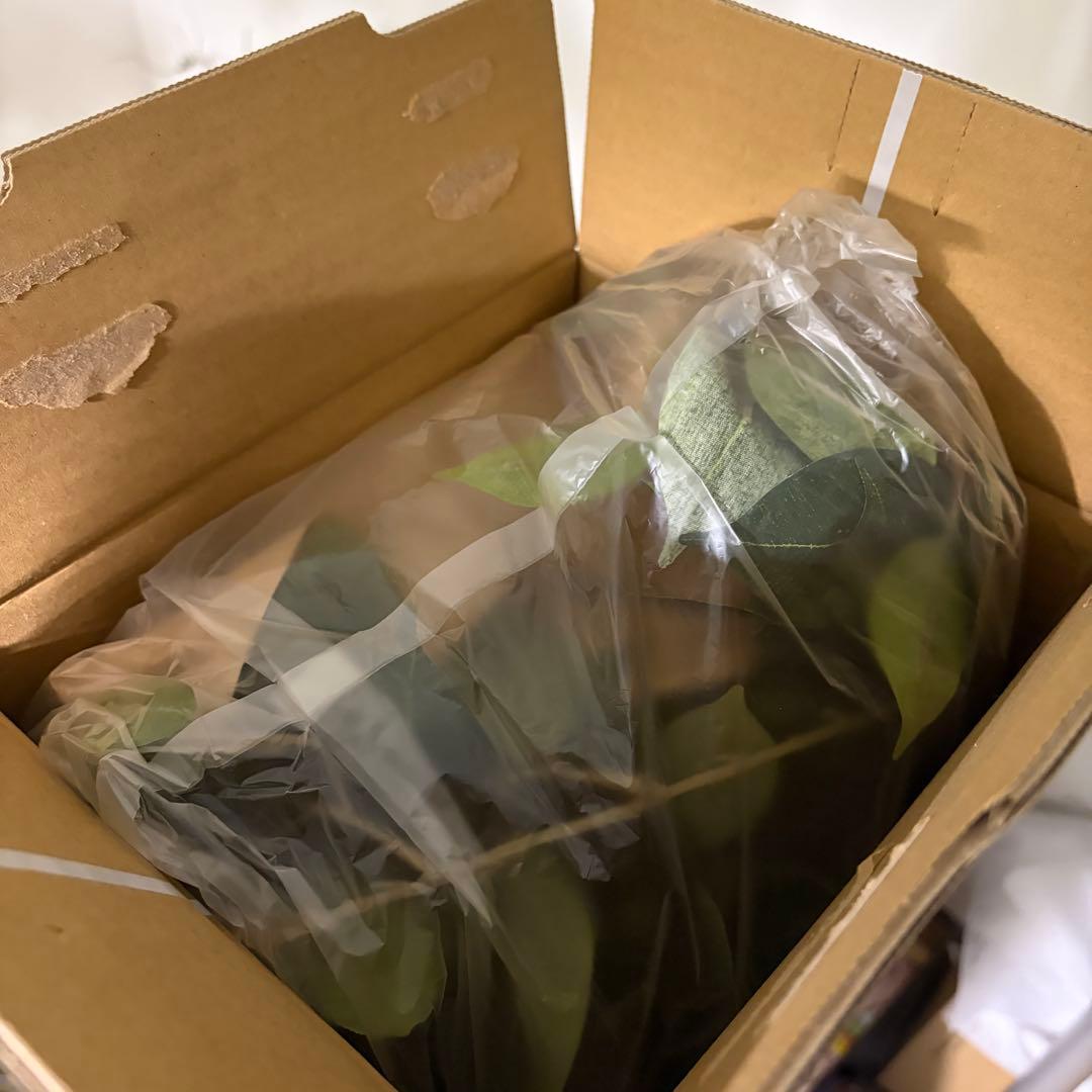 フェイクグリーン　ベンジャミン(フィスカ) 165cm 観葉植物　造花